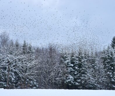 Photo snow vision causes